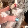 Karen is registered to the contest to win money with this photo: animal, casual_photo, cat, close_up, cute, fingernail, fluffy, gray_fur, hand, household, indoor, kitten, paws, pet, pink_nose, portrait, sleepy, turquoise_nail_polish, whiskers, white_fur