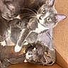Karen joined the competition — help win amazing prizes! animals, blanket, cardboard_box, cat, cuddling, cute, ears, feline, fluffy, fur, gray_cat, green_eyes, indoor, kitten, kittens, litter, mother_cat, pet, whiskers, white_paws
