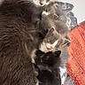 adorable, animal, black_cat, blanket, cat, cuddling, family, fluffy, furry, gray_cat, indoor, kitten, kittens, litter, mother_cat, pet, portrait, sleeping, tabby_cat, white_cat