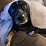 Jax joined the competition — help win amazing prizes! animal, black_and_tan, close_up, couch, cute, dog, eyes, fabric, face, floppy_ears, funny, fur, indoors, nose, pet, portrait, puppy, sitting, wedding_costume, white_veil