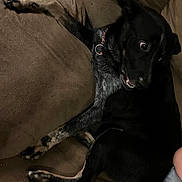Jax is registered to the contest to win money with this photo: animal, black_dog, candid, child, collar, couch, dog, fur, home, indoors, living_room, lying_down, paws, pet, playful, portrait, relaxed, side_eye, sitting, tail