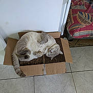 Bloom participe au concours pour gagner de l'argent avec cette photo : cat, sleeping, cardboard_box, indoor, floor, tile, furniture, cushion, relaxation, pet, fur, whiskers, tail, cozy, home, comfort, rest, quiet, cute, domestic