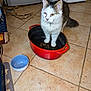 cat, one-eyed, red_pot, kitchen, tiled_floor, blue_bowl, pet, domestic, animal, feline, indoor, curious, scruffy, food_bowl, floor_tiles, household, messy, standing, close-up, domesticated