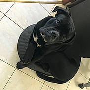 Rafale participe au concours pour gagner de l'argent avec cette photo : auto_part, automotive_tire, bag, carnivore, comfort, companion_dog, dog, dog_breed, fashion_accessory, flooring, grey, guard_dog, metal, personal_protective_equipment, sculpture, snout, sporting_group, tail, wood, working_animal