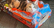 Oreo is registered to the contest to win money with this photo: animal, calico_cat, cardboard_box, carpet, cat, curious, cute, domestic_cat, ears, floor, furniture, green_eyes, indoor, looking, pet, resting, shoe, sneakers, whiskers, white_shoes