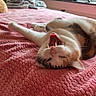 Oreo is registered to the contest to win money with this photo: bed, blanket, bookshelf, cat, comfort, cozy, fan, feline, fur, home, indoor, pet, pink, relaxed, resting, sleepy, teeth, tongue, window, yawning