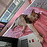 Oreo joined the competition — help win amazing prizes! bed, blanket, cat, comfortable, cozy, domestic, electronics, feline, home, indoor, laptop, paw, pink, relaxed, resting, sleeping, soft, sunlight, technology, window