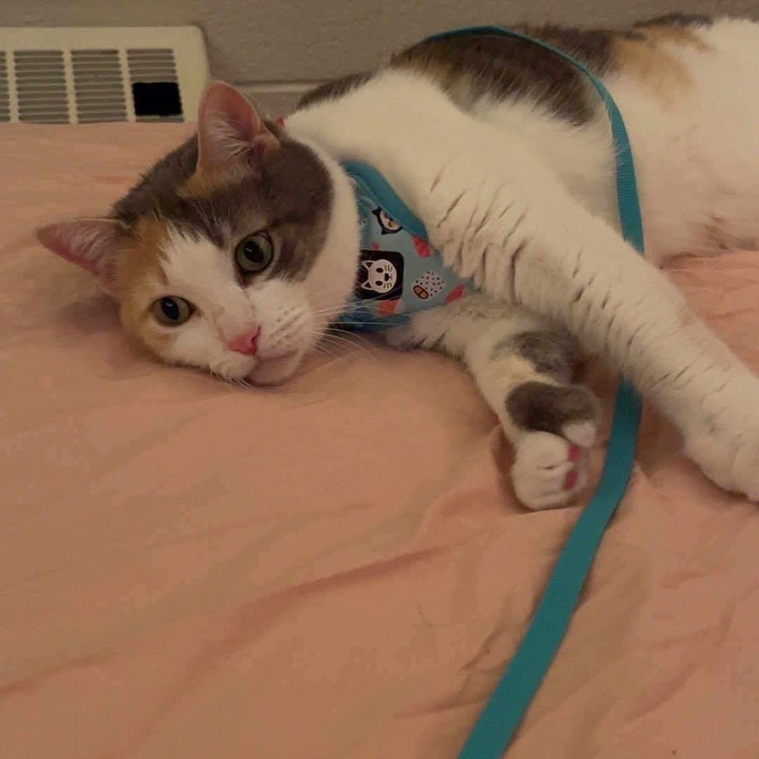 Oreo