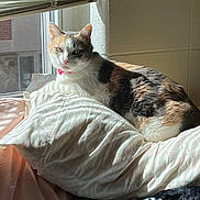 Oreo joined the competition — help win amazing prizes! animal, bedroom, blanket, calico, cat, collar, cozy, daylight, domestic_animal, feline, fur, indoor, pet, pillow, relaxed, resting, soft, sunlight, whiskers, window