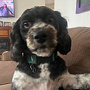Gucci joined the competition — help win amazing prizes! dog, black_and_white, collar, couch, indoor, pet, fur, close_up, blurry, living_room, television, furniture, person_on_tv, portrait, home, canine, domestic_animal, brown_couch, background, decor