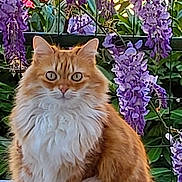 Neko participe au concours pour gagner de l'argent avec cette photo : cat, ginger_cat, long_hair, fluffy, sitting, wisteria, purple_flowers, flowers, garden, outdoor, fence, greenery, pet, portrait, eyes, paws, tail, fur, blossom, spring