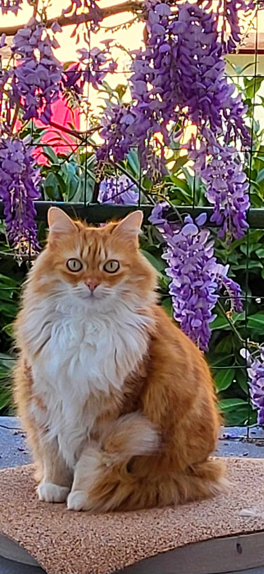 Neko participe au concours pour gagner de l'argent avec cette photo : cat, ginger_cat, long_hair, fluffy, sitting, wisteria, purple_flowers, flowers, garden, outdoor, fence, greenery, pet, portrait, eyes, paws, tail, fur, blossom, spring