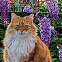 cat, ginger_cat, long_hair, fluffy, sitting, wisteria, purple_flowers, flowers, garden, outdoor, fence, greenery, pet, portrait, eyes, paws, tail, fur, blossom, spring