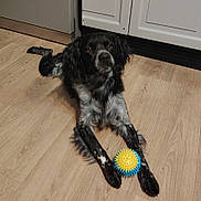 Rox participe au concours pour gagner de l'argent avec cette photo : dog, toy, ball, wooden_floor, black_and_white, pet, indoor, lying_down, curious, kitchen, cabinet, flooring, animal, playful, domestic, fur, paw, looking_up, household, companion