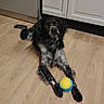 dog, toy, ball, wooden_floor, black_and_white, pet, indoor, lying_down, curious, kitchen, cabinet, flooring, animal, playful, domestic, fur, paw, looking_up, household, companion