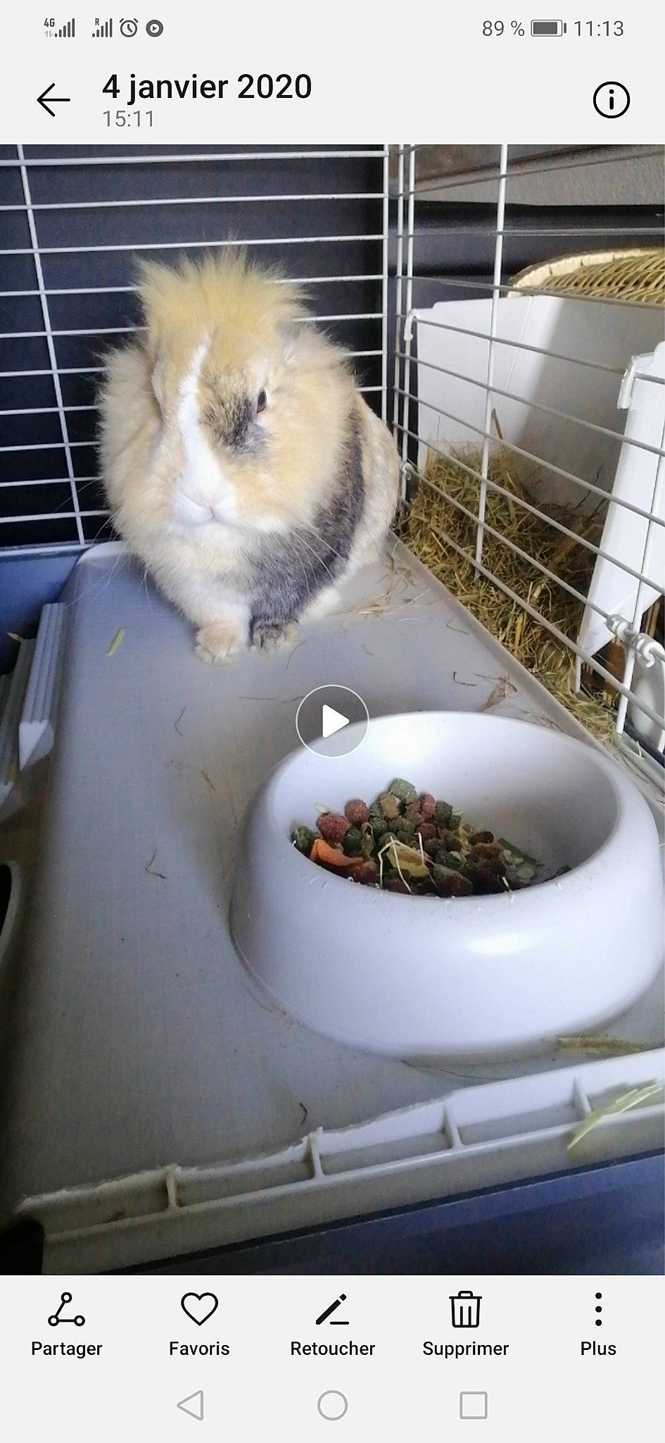 Benny participe au concours pour gagner de l'argent avec cette photo : animal_shelter, cage, chinchilla, degu, fawn, gerbil, guinea_pig, hamster, muroidea, prairie_dog, rabbit, rabbits_and_hares, rodent