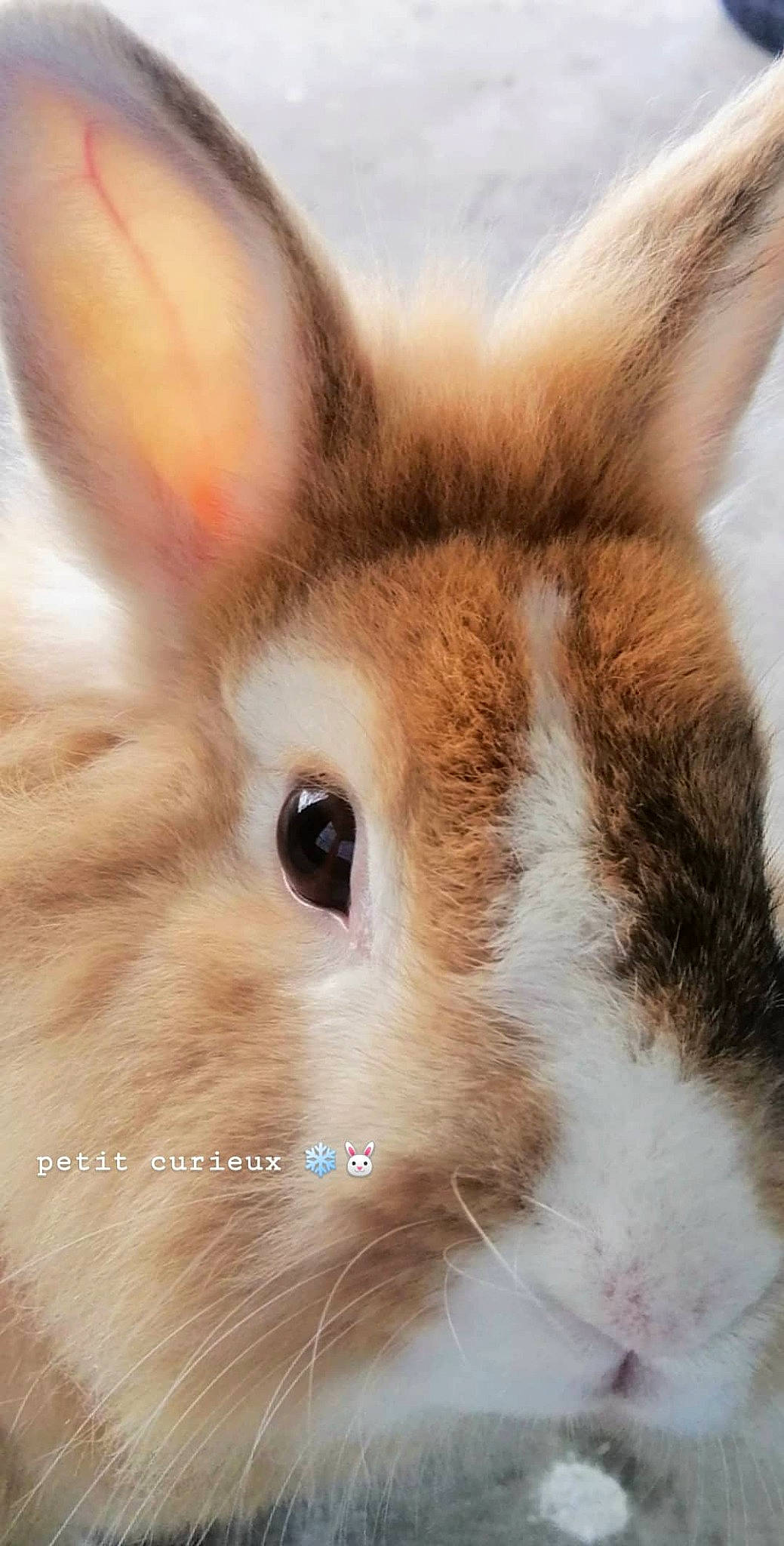 Benny participe au concours pour gagner de l'argent avec cette photo : close_up, domestic_rabbit, ear, fawn, fur, hare, mammal, rabbit, rabbits_and_hares, skin, snout, snowshoe_hare, whiskers, wildlife, wood_rabbit