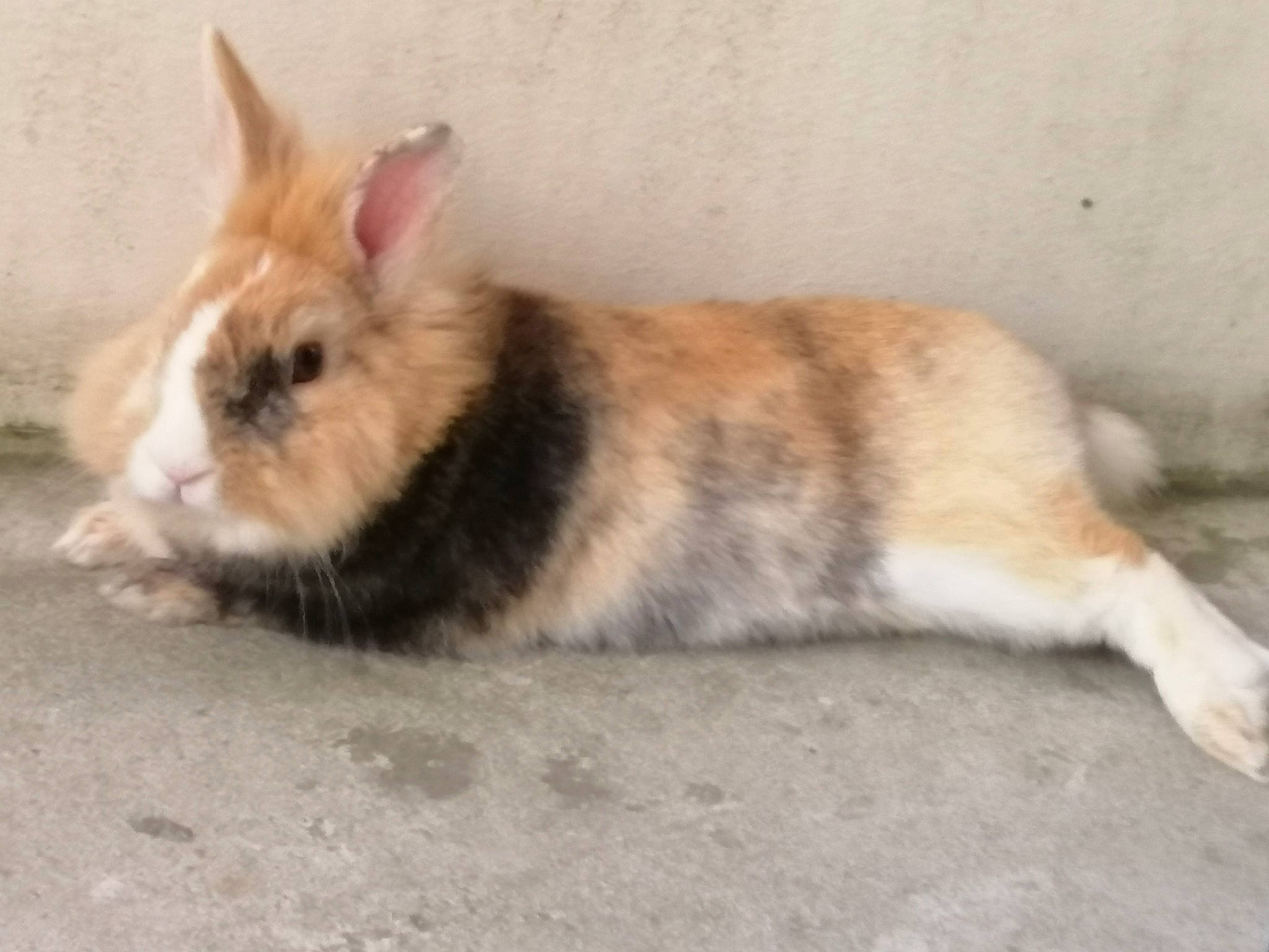 Benny participe au concours pour gagner de l'argent avec cette photo : domestic_rabbit, ear, fawn, hare, mammal, rabbit, rabbits_and_hares, skin, snout, tail, vertebrate, whiskers, wood_rabbit