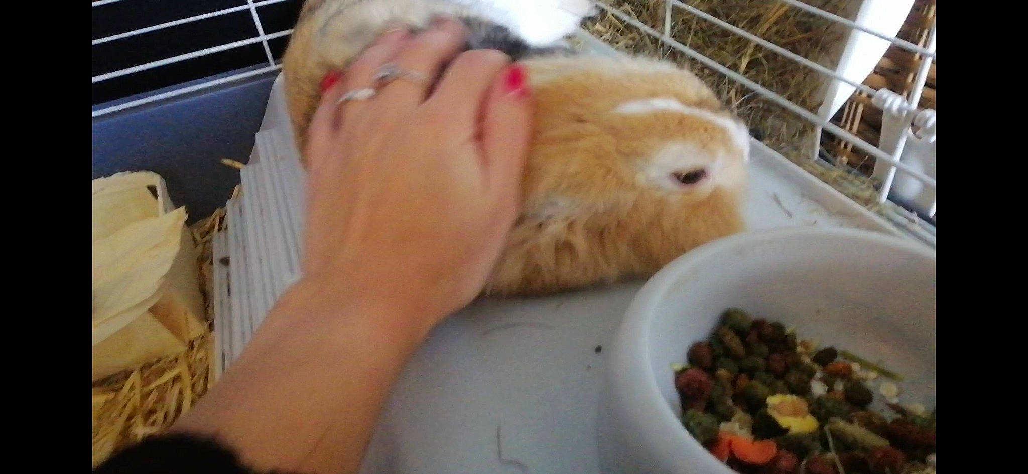 Benny participe au concours pour gagner de l'argent avec cette photo : eating, fawn, guinea_pig, rabbit, rabbits_and_hares, rodent, small_animal_food