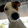 dog, pet, animal, close_up, portrait, white_fur, brown_patches, black_nose, floppy_ears, eyes, whiskers, snout, curious, indoors, window, blinds, curtain, backlighting, home, funny