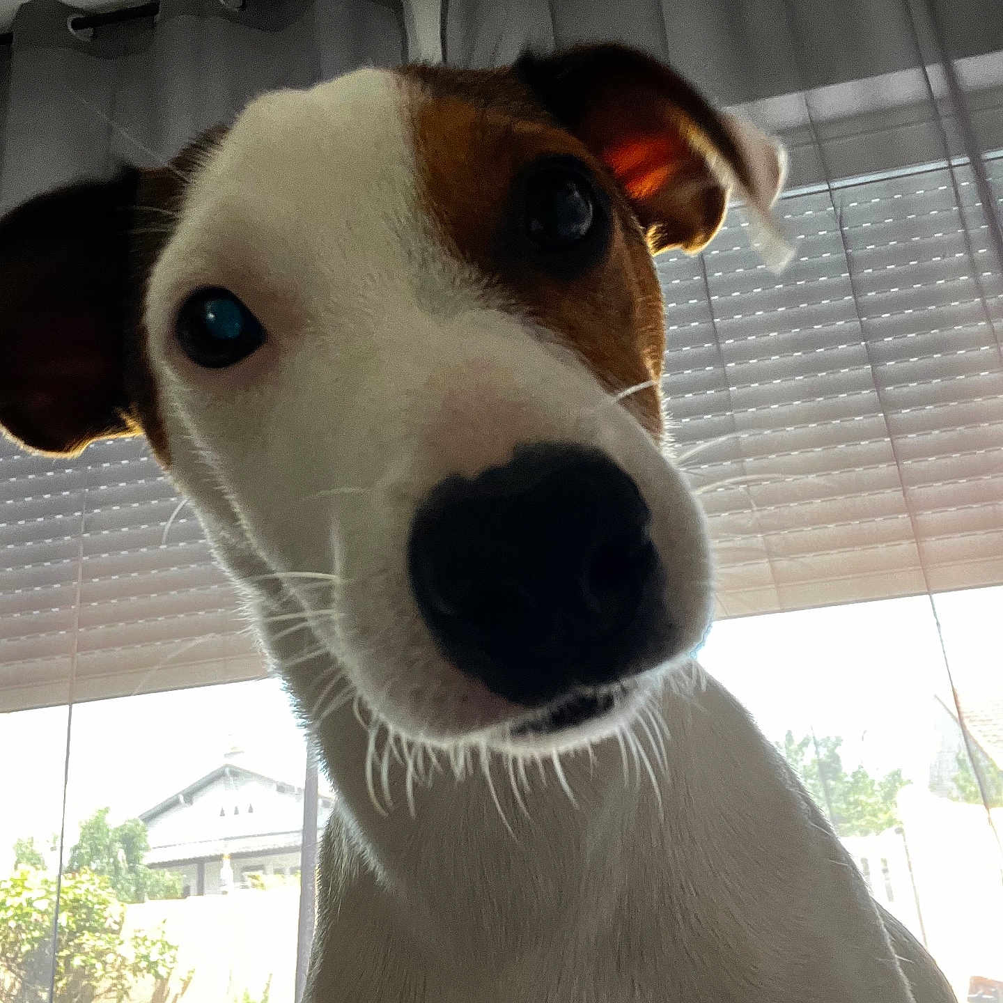 Astro