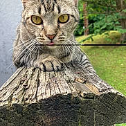 Taz joined the competition — help win amazing prizes! animal, blurred_background, cat, close_up, curious, daylight, feline, focus, garden, greenery, nature, outdoor, paw, pet, tabby_cat, texture, tongue_out, whiskers, wood, wooden_beam