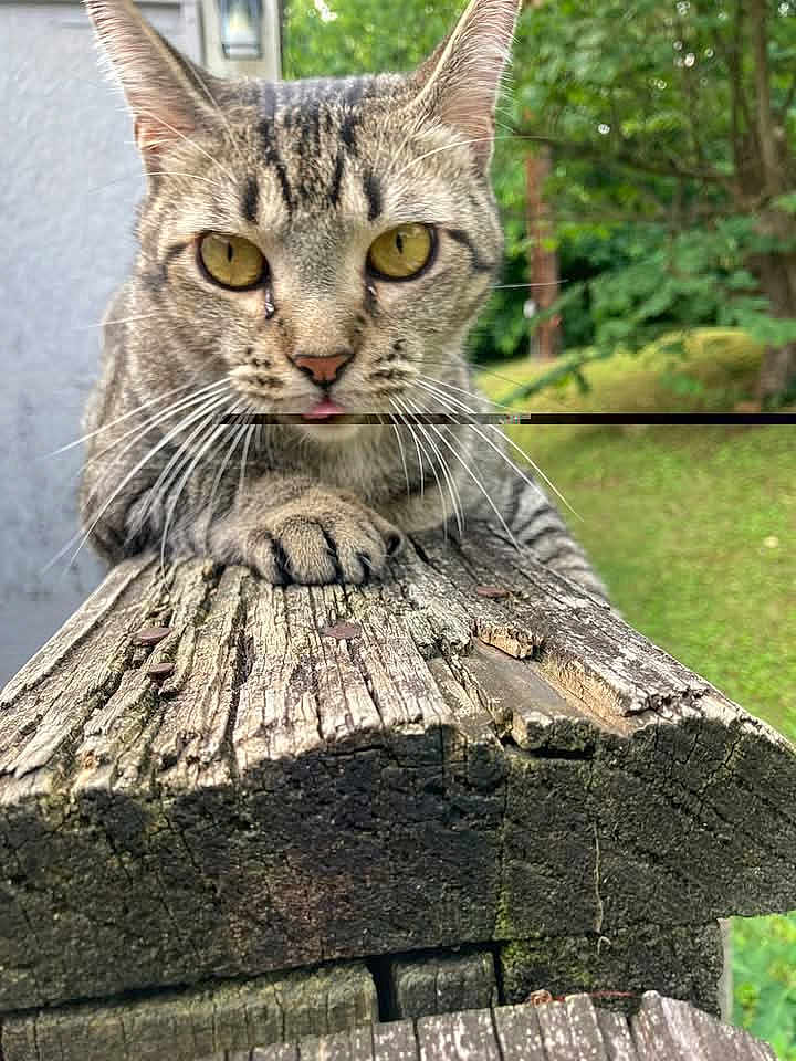 Taz