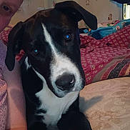 Bandit joined the competition — help win amazing prizes! dog, black_and_white, bed, blanket, indoor, person, face, animal, pet, fur, ears, lying_down, close_up, home, comfort, cute, looking, resting, portrait, cozy