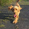 Charly participe au concours pour gagner de l'argent avec cette photo : animal, blue_sky, bushes, canine, daylight, dog, ears_flapping, golden_retriever, gravel_path, greenery, happy, motion, nature, outdoor, pet, playful, running, sunny_day, tongue_out, trees