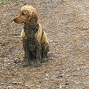 Charly a rejoint le concours — aidez-le/la à gagner de superbes lots ! adventure, animal, brown_fur, calm, canine, dirt_path, dog, forest_floor, harness, leaves, muddy, nature, outdoor, pet, quiet, side_view, sitting, twigs, wet_fur, young_dog