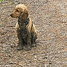 adventure, animal, brown_fur, calm, canine, dirt_path, dog, forest_floor, harness, leaves, muddy, nature, outdoor, pet, quiet, side_view, sitting, twigs, wet_fur, young_dog