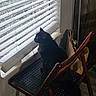 Kimi is registered to the contest to win money with this photo: cat, black_cat, fluffy, long_hair, animal, pet, sitting, chair, folding_chair, window, blinds, indoors, home, sunlight, shadows, wood, shopping_bag, looking_out_window, portrait, cozy