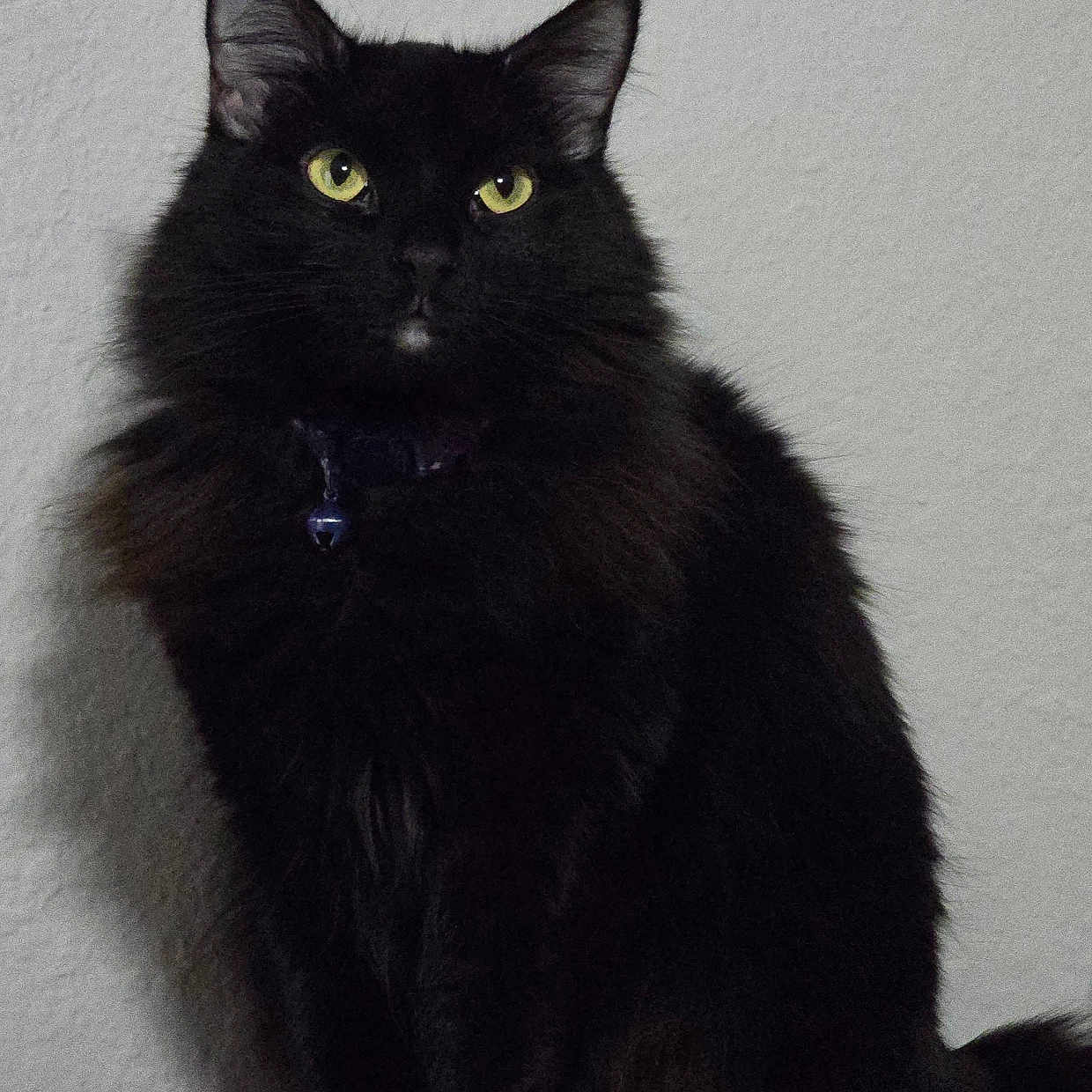 Kimi is registered to the contest to win money with this photo: cat, black_cat, fluffy, long_hair, yellow_eyes, green_eyes, sitting, portrait, pet, animal, whiskers, ears, tail, fur, indoors, wall, shelf, gothic, serious, photography