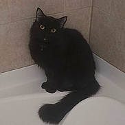 Kimi is registered to the contest to win money with this photo: cat, black_cat, long_hair, fluffy, feline, pet, animal, golden_eyes, sitting, tail, indoors, bathroom, bathtub, tile, white_surface, portrait, looking_at_camera, dark_fur, cute, domestic_animal