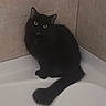 cat, black_cat, long_hair, fluffy, feline, pet, animal, golden_eyes, sitting, tail, indoors, bathroom, bathtub, tile, white_surface, portrait, looking_at_camera, dark_fur, cute, domestic_animal