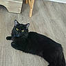 Kimi joined the competition — help win amazing prizes! black_cat, cat, feline, pet, golden_eyes, blue_collar, long_hair, lying_down, lounging, indoor, wooden_floor, floor, furniture, chair, home, portrait, animal, whiskers, pointed_ears, relaxed