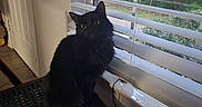Kimi is registered to the contest to win money with this photo: cat, black_cat, fluffy, longhaired, pet, animal, sitting, indoors, window, window_blinds, portrait, dark_fur, yellow_eyes, alert, curious, home, chair, door, wood_floor, outdoors