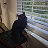 cat, black_cat, fluffy, longhaired, pet, animal, sitting, indoors, window, window_blinds, portrait, dark_fur, yellow_eyes, alert, curious, home, chair, door, wood_floor, outdoors