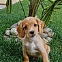 Sadie joined the competition — help win amazing prizes! puppy, dog, grass, greenery, outdoor, plant, rocks, young_animal, cute, pet, nature, small_dog, fur, ears, garden, sunlight, animal, sitting, adorable, leaf