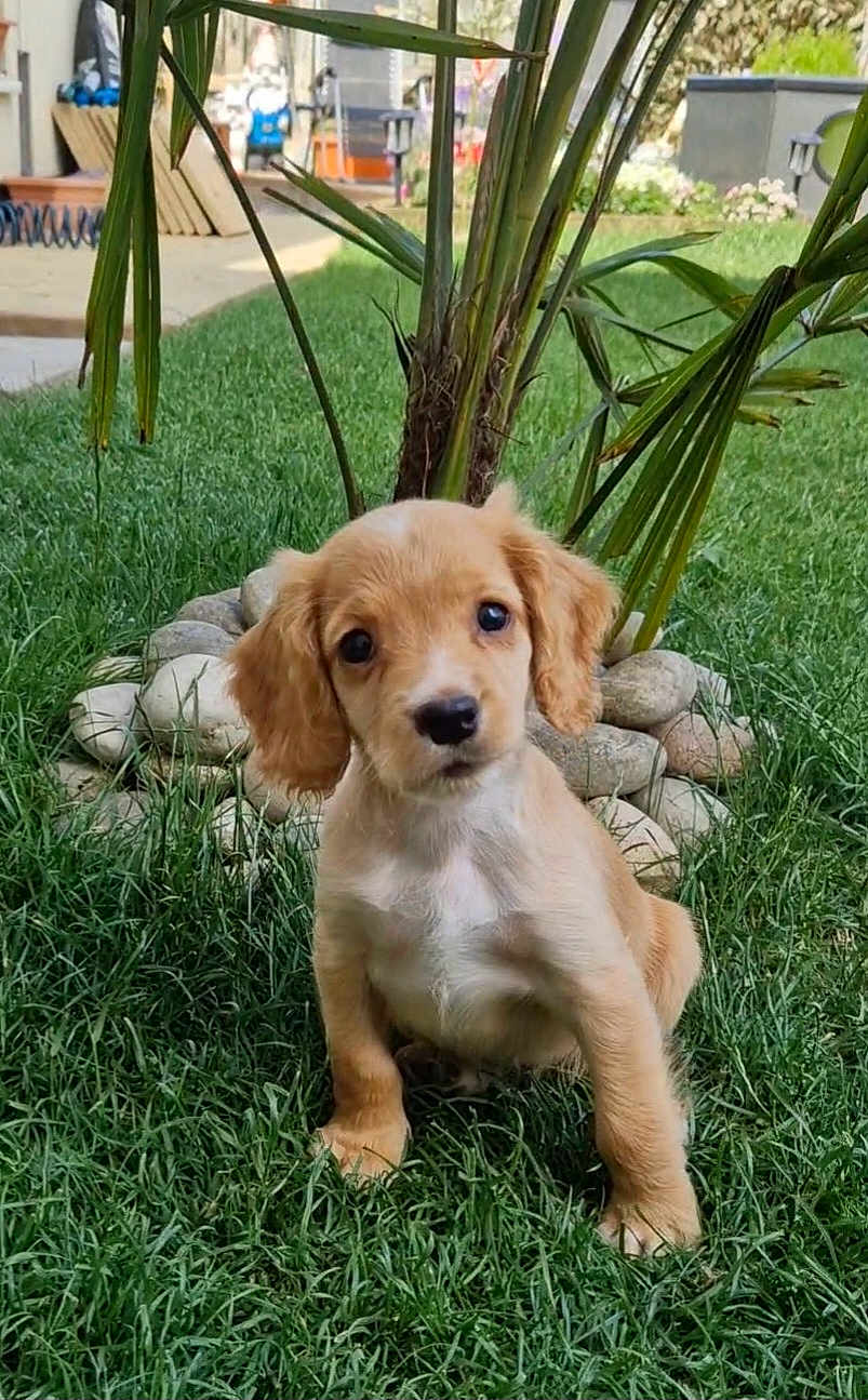 Sadie