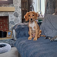 Sadie joined the competition — help win amazing prizes! puppy, dog, sofa, living_room, curtains, window, fireplace, carpet, keys, blanket, shelf, picture_frame, cozy, indoor, fluffy, pet, home, furniture, curious, relaxed