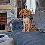 puppy, dog, sofa, living_room, curtains, window, fireplace, carpet, keys, blanket, shelf, picture_frame, cozy, indoor, fluffy, pet, home, furniture, curious, relaxed