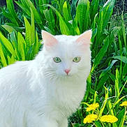 Ruby participe au concours pour gagner de l'argent avec cette photo : cat, white_cat, green_eyes, animal, pet, outdoor, nature, flowers, yellow_flowers, greenery, plants, fur, walking, close_up, cute, fluffy, spring, garden, wildflowers, sunlight