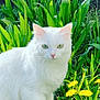 cat, white_cat, green_eyes, animal, pet, outdoor, nature, flowers, yellow_flowers, greenery, plants, fur, walking, close_up, cute, fluffy, spring, garden, wildflowers, sunlight