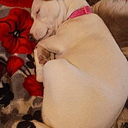 Luna Marie Smith joined the competition — help win amazing prizes! animal, blanket, brown_ear, collar, cozy, curled_up, cute, dog, domestic_animal, floral_pattern, fur, indoor, paw, pet, pink_collar, relaxing, resting, sleeping, tail, white_dog