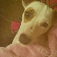 Luna Marie Smith is registered to the contest to win money with this photo: animal, blanket, brown_spot, close_up, comfort, cozy, cute, dog, ears, face, fur, indoor, looking_up, nose, pet, pink, portrait, snuggle, soft, whiskers