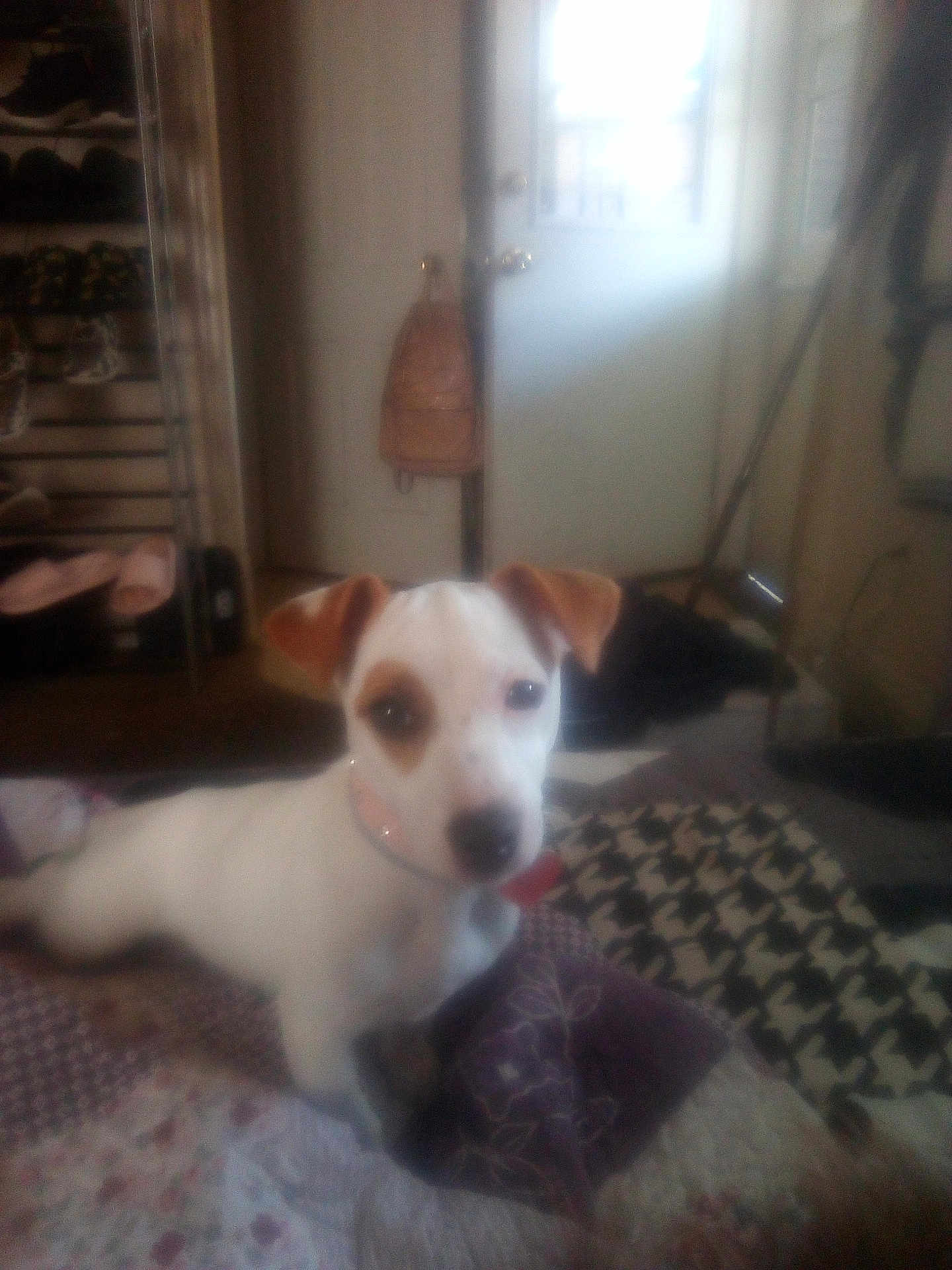 Luna Marie Smith joined the competition — help win amazing prizes! animal, bag, blanket, blurred, brown_patches, collar, companion, cozy, cute, dog, door, floor, furniture, indoor, pattern, pet, resting, room, shoe_rack, white_dog