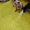 Bella a rejoint le concours — aidez-le/la à gagner de superbes lots ! dog, pit_bull, puppy, sitting, indoors, floor, polka_dot, green, collar, sparkly_collar, brown, white, short_hair, pet, animal, chairs, robot_vacuum, shoes, radiator, home