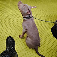 Bella a rejoint le concours — aidez-le/la à gagner de superbes lots ! dog, small_dog, sitting, tilted_head, collar, leash, studded_collar, short_hair, wrinkled_skin, tail, indoor, floor, polka_dot_floor, furniture, chair, boot, person, pet, portrait, funny_pose