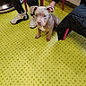 Bella participe au concours pour gagner de l'argent avec cette photo : dog, puppy, pit_bull, sitting, indoor, floor, polka_dot, green, chairs, people, sneakers, clothing, radiator, furniture, portrait, pet, animal, looking_at_camera, white_and_brown, camera_watermark